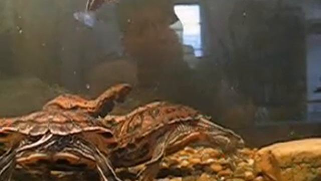 Mijn Roodwang(sier)schildpadden, Trachemys scripta elegans.wmv