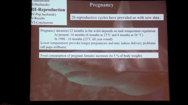 Reproduction and husbandry of the sandbar shark, Carcharhinus plumbeus Репродукция и содержание Carc