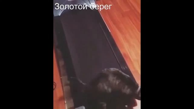 Котенок пытается сбросить вес смешное видео