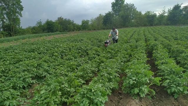 Як підгорнути картоплю