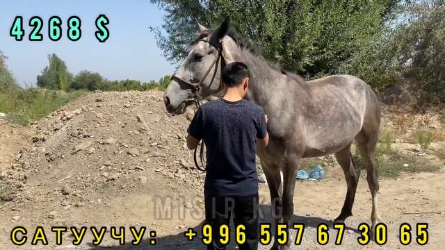 Европа БАЙТАЛДАР Сатууга Коюлду «АДМИРАЛДАН» Токтогон 31.08.2022