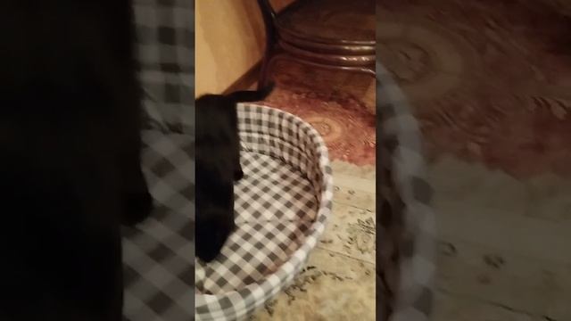Теперь наша Наоми Печенька