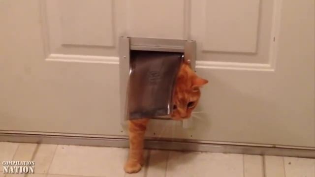 УМОРА,КОТЫ HD