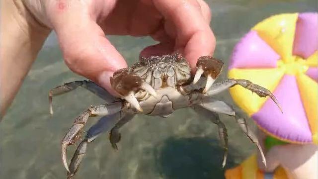 Море пляж все вместе купаемся, красивое море