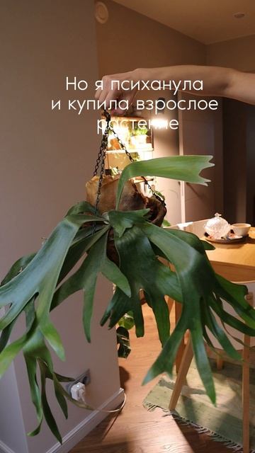 Платицериум Бифуркатум