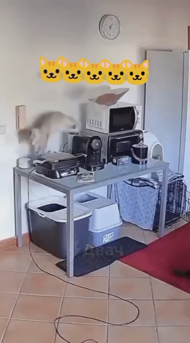 Эх, суетолог...!😂
