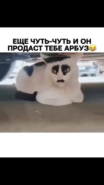 Кавказский кот 🐱