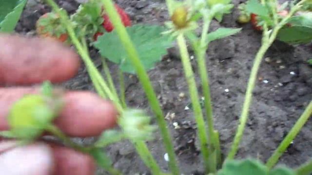 Сорт земляники Сенсация. ( Сансейшн) Вкусная голландка.