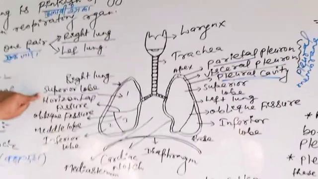 Lungs [part=2]