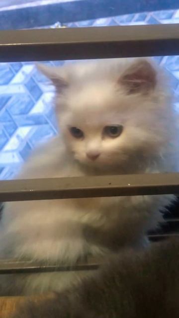 Lily what r u doing😂 #viralvideo #kitty #catfunny #kitten #youtube #youtubeshorts #viralshorts #cat