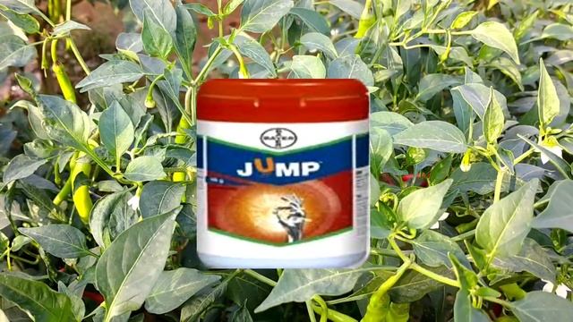 bayer jump insecticide Full details in Telugu | bayer jump insecticide | by hmr TELUGU AGRICULTURE