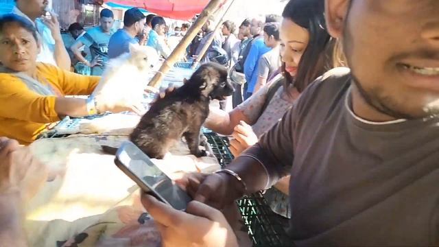 Galiff Street Pet Market Kolkata | dog market in kolkata | Dog Price | Gallif street kolkata | Dogs