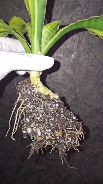 Sansevieria Black Rose var., Сансевиерия Блек Роз.