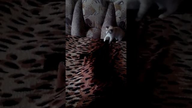 Приколы про котов