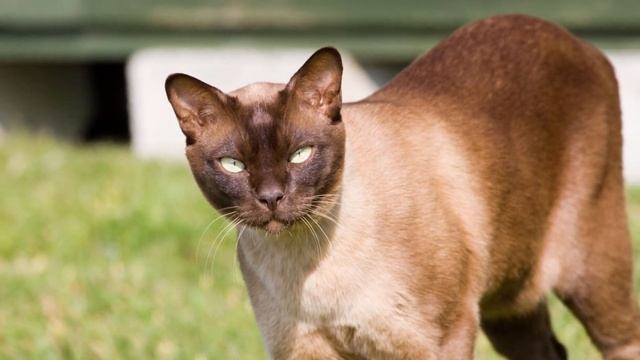 Burmese Cat - TOP 10 FACTS