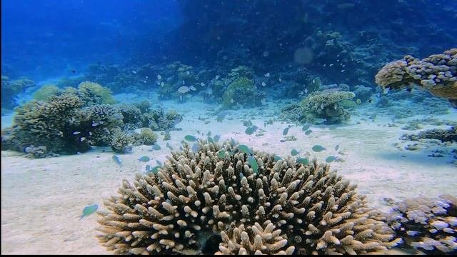 Mar Rosso 2022| Abu Dabbab Reef| Marsa Alam