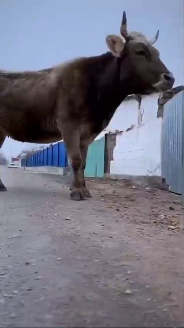 Форсаж
