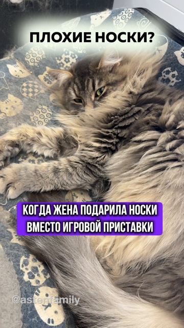 Плохие носки #кототерапия#кошечки#приколыкоты#котыприколы#astenfamily#котик