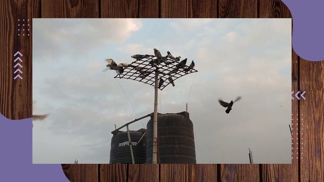 Bak Bakum Payra|| Pigeons ||Bangladesh Charming Weather ||@TahsinMayan ||