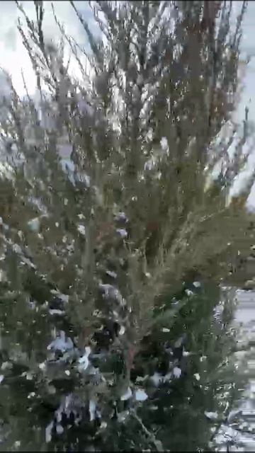 Туи,ели в снегу🌨️