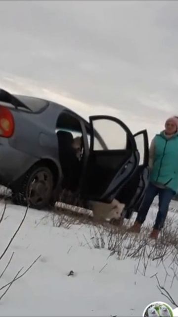 А сколько собак помещается в вашей машине?