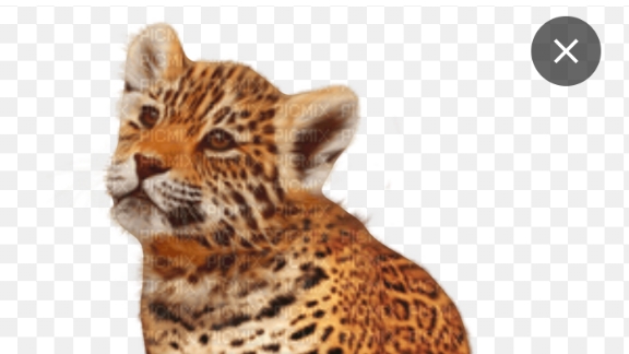 🐆🆚🐅😍🤩😍🤩😍😍😍🤩🤩🤩🤩🤩🤩😍😊😉😉😊🙃🙂😅😁😁😁😁😁😁😱😱