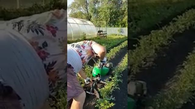 Окучивание