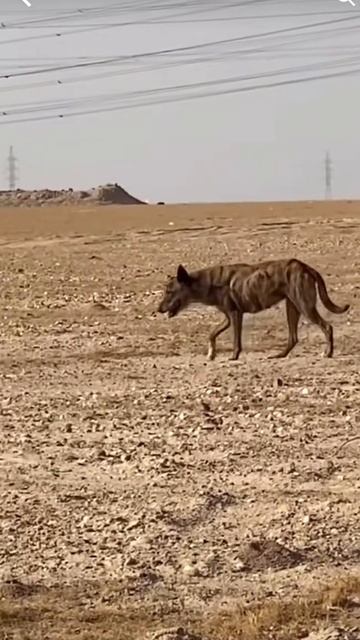 ضبع يتجول Hyena is walking 🐺