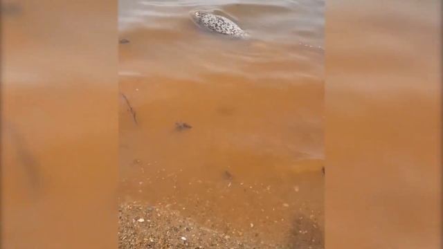 DEITA.RU Ларгу вынесло на популярный пляж Владивостока