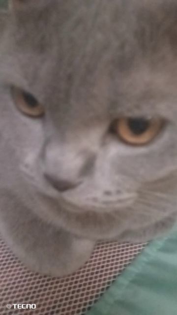 Чипи Чипи Чапа Чапа с моим котом😆
