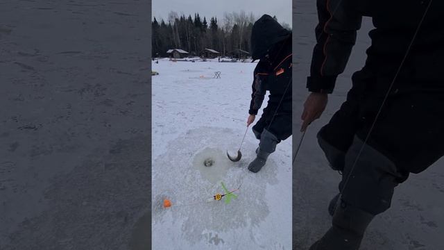 Поимки на поставушки