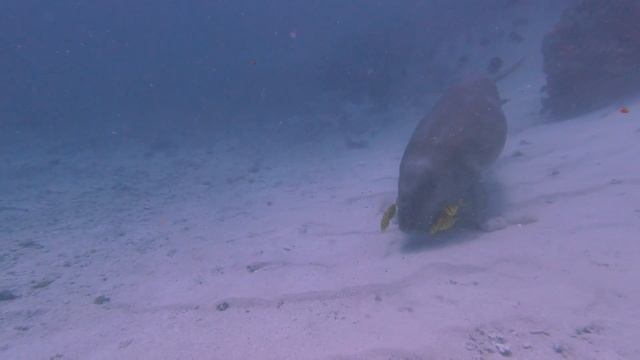 Dugong at Abu Dabour  2021 - Marsa Alam (Concorde Moreen House Reef)- Orca Dive Club Concorde Moree
