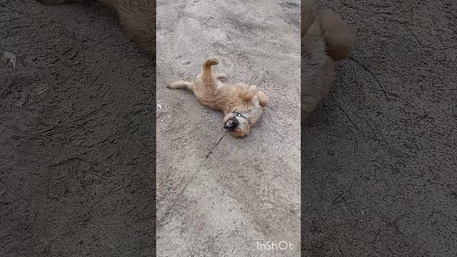 1000227441.mp4