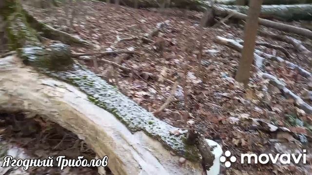 ❗Вернулись за вешенками 🍄 Курская область. 25.01.2025 г.❗