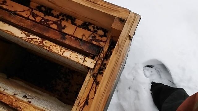 Загадочная гибель пчёл на лесной пасеке.