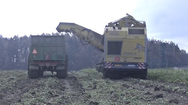 Sklizeň Cukrovky 2020 s Ropa Tiger 6