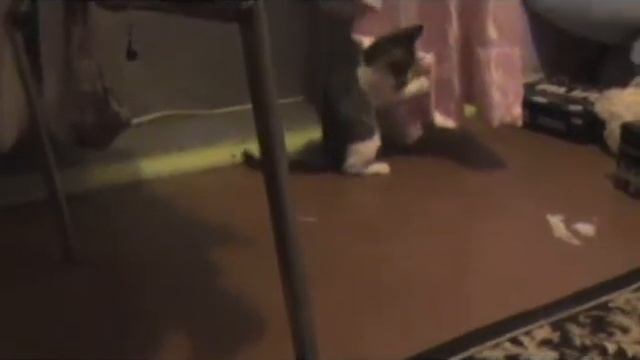 котя