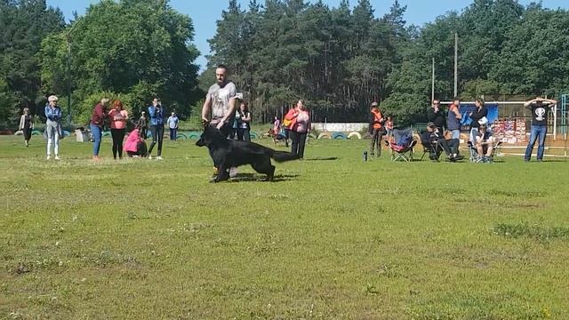 16.06.2018г КЧК Воронеж Серебряная Луна Аксай проверка поведения