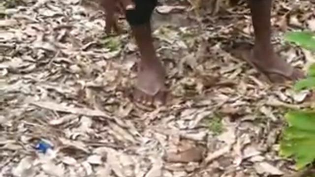 Organic Farming Lessons From Sierra Leone: Part 3