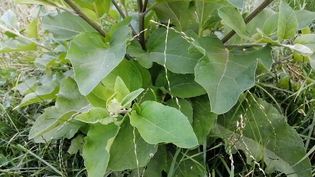 Как заработать школьнику, студенту, пенсионеру. 1001 способ без риска.