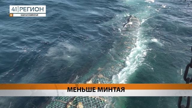 МИНТАЕВЫЙ УЛОВ КАМЧАТСКИХ РЫБАКОВ В ЭТОМ ГОДУ МЕНЬШЕ, ЧЕМ В ПРЕДЫДУЩЕМ • НОВОСТИ КАМЧАТКИ