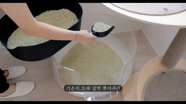 [cat vlog] A Cat that Uses Cat Litter Standing Up... and That's When It All Started