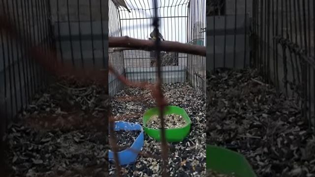 Ловля щеглов ТАДЖИКИСТАН ЧОРКУХ