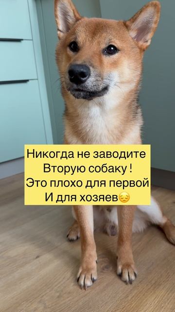 Никогда не заводите вторую собаку!