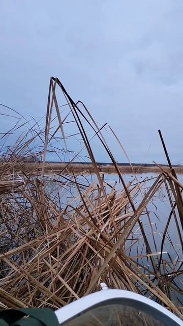 Охота на утку с подсадными утками