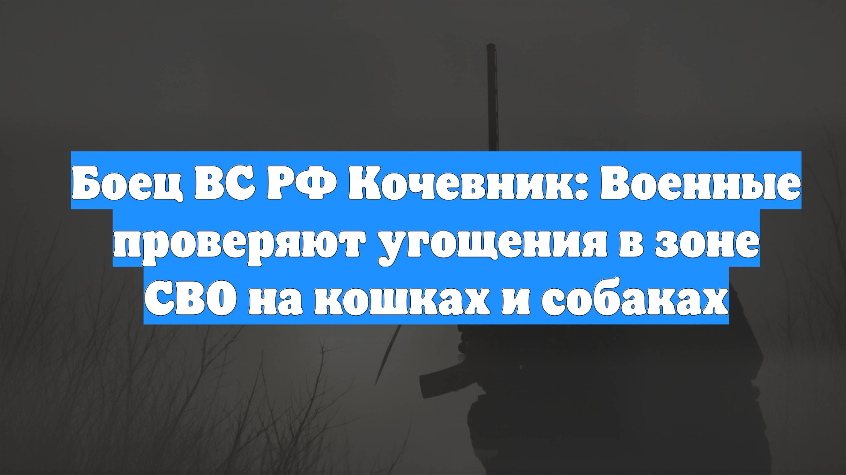 Боец ВС РФ Кочевник: Военные проверяют угощения в зоне СВО на кошках и собаках