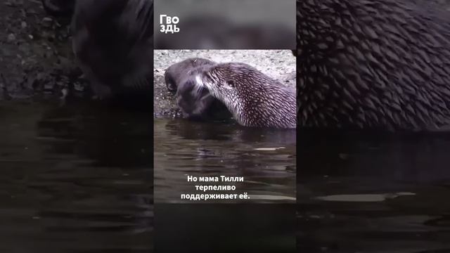 Мама выдра учит дочку плавать #shorts #cuteanimals