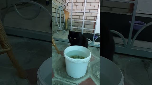 Кошка, которая не умеет пить обычным способом 🐈