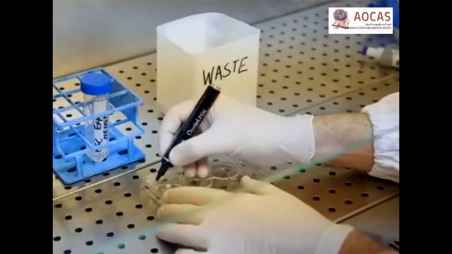 Isolating Mesangiogenic Progenitor Cells (MPCs) from Human Bone Marrow