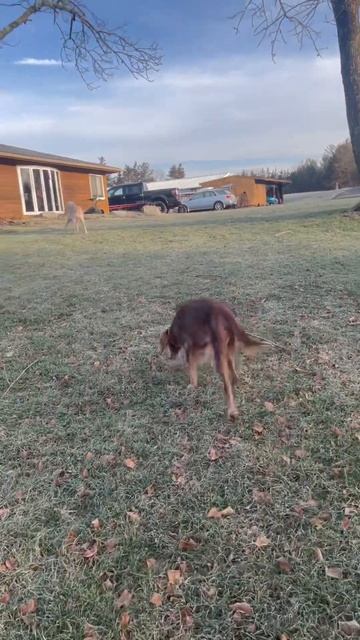 Roxanne getting stronger gaining weight her owner passed away had her 6 weeks now
